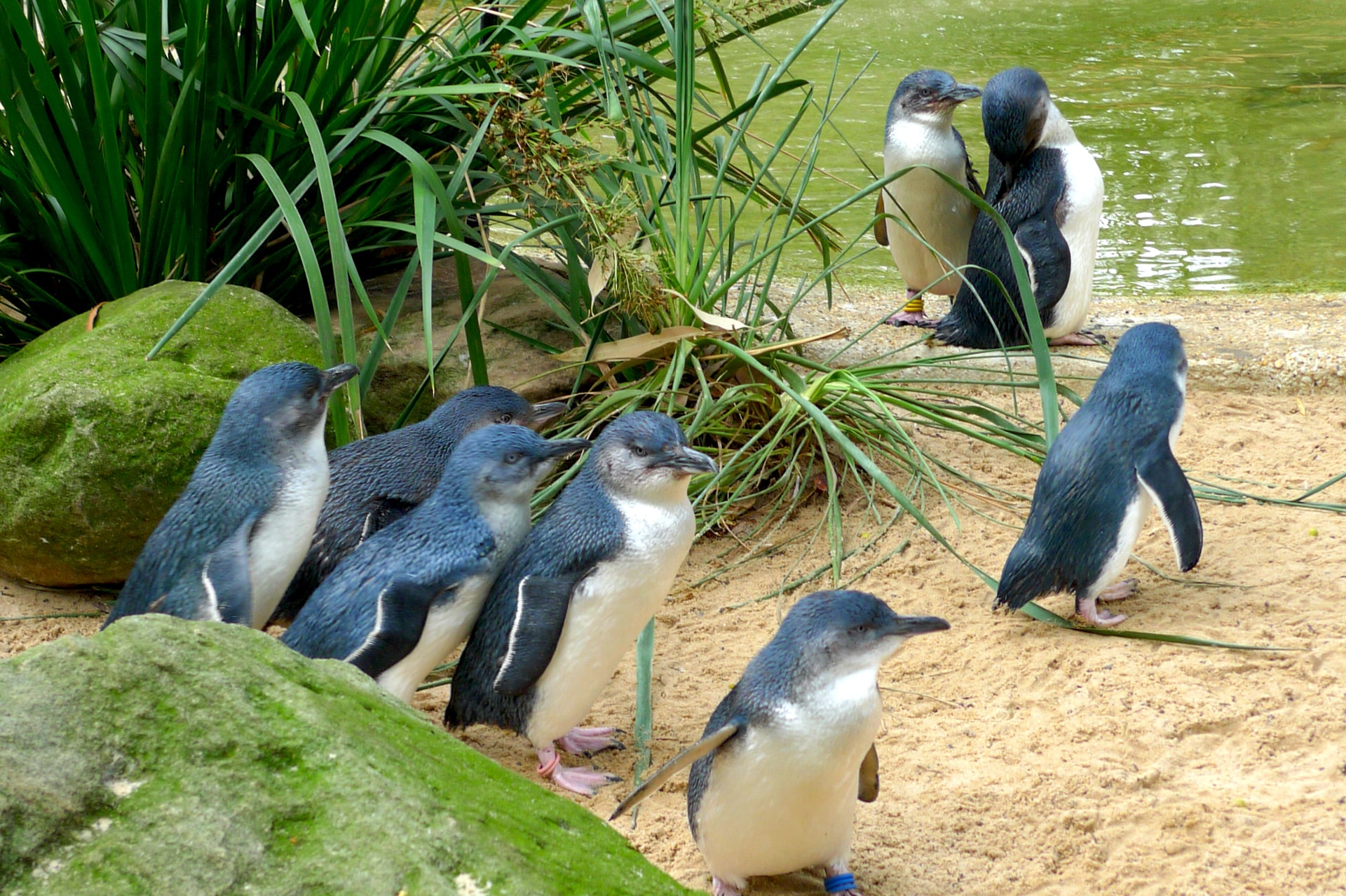 Group of penguins on sand near river