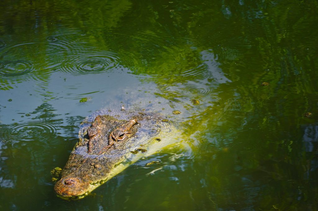 A picture containing reptile, crocodilian reptile