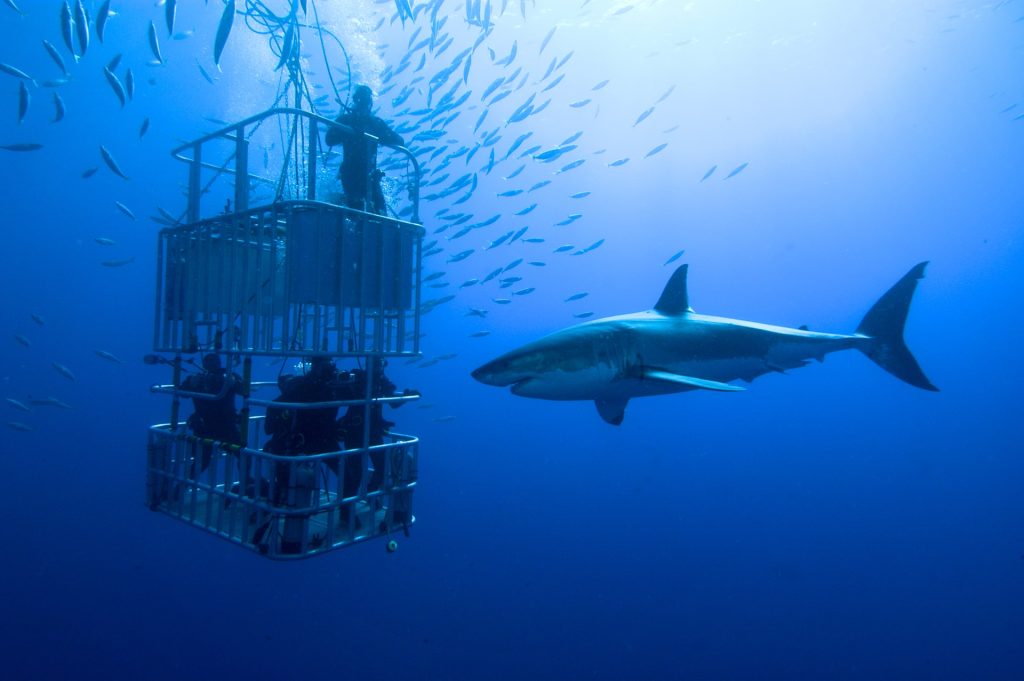 A picture containing ocean, shark, blue